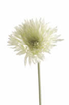 Silk FLowers Gerbera Spider White