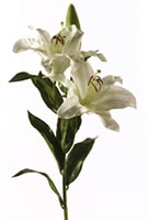 Aziatische Lilium White