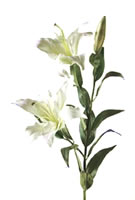 Aziatische Longi Lilium White