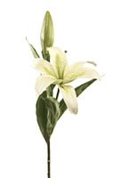 Oriental Lilium Off White