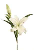 Oriental Lilium White