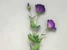 Silk Flowers - Lisianthus