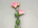 Lisianthus - Pink