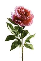 Peony Dusty Pink