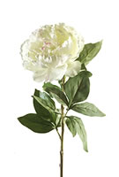 Peony White