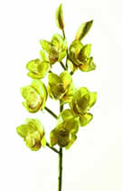 Silk Flowers Phalaenopsis Green