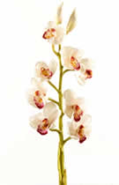 Silk Flowers Phalaenopsis Light Pink