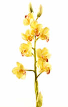 Silk Flowers Phalaenopsis Yellow