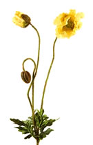 Poppy 2 Stem Yellow