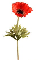 Poppy Dark Orange