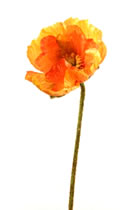 Poppy Orange