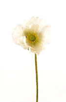 Poppy White