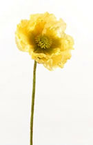 Poppy Yellow