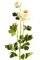 Ranunculus White