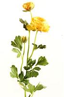 Ranunculus Yellow