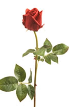 Bud Rose Red