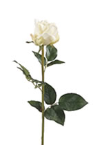 Bud Rose White