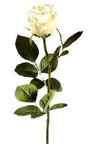 Large Bud Rose White