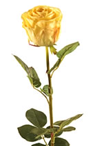 Large Bud Rose Yellow