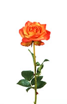 Open Rose Orange