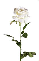 Open Rose White