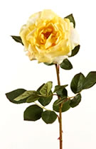 Open Rose Yellow.jpg	Open Rose Yellow