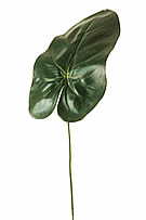 Anthurium