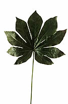 Aralia