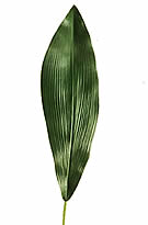 Aspidistra