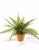 Boston Fern (pot not included)