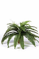 Boston Fern