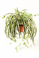 Spider Plant