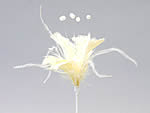 324187 6 Feather Picks Cream 11cm