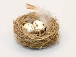 324266 3 Nests With Quail Eggs 10cm