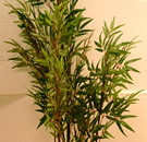 Bamboo Tree 6'